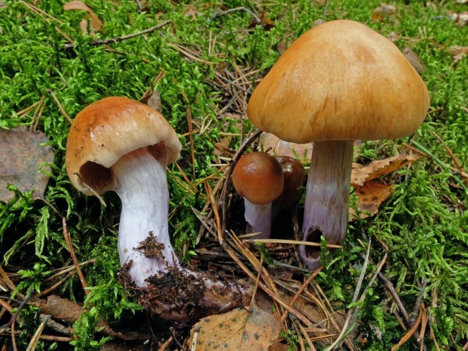 Паутинник пачкающий Cortinarius collinitus