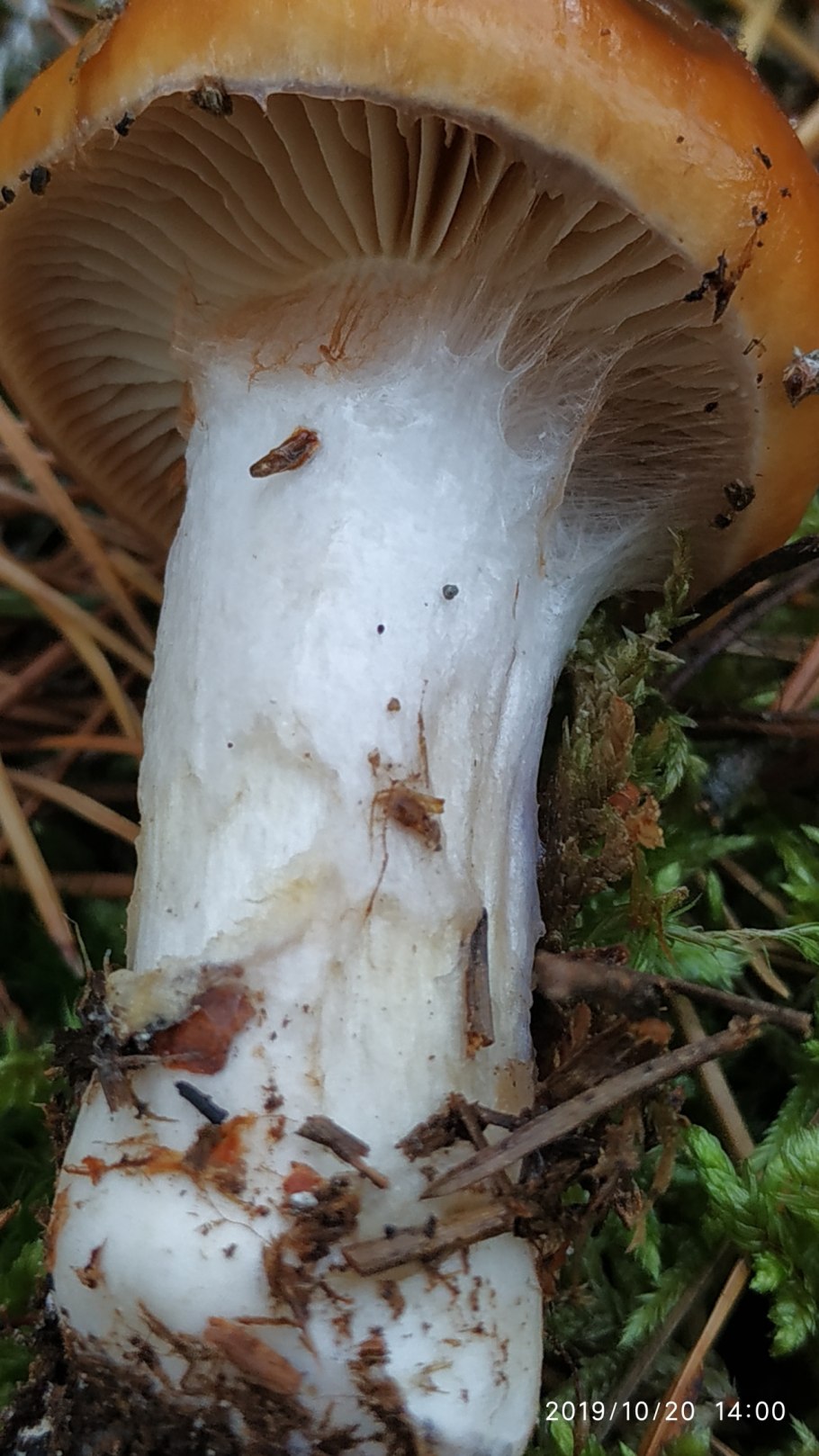 Паутинник кольчатый