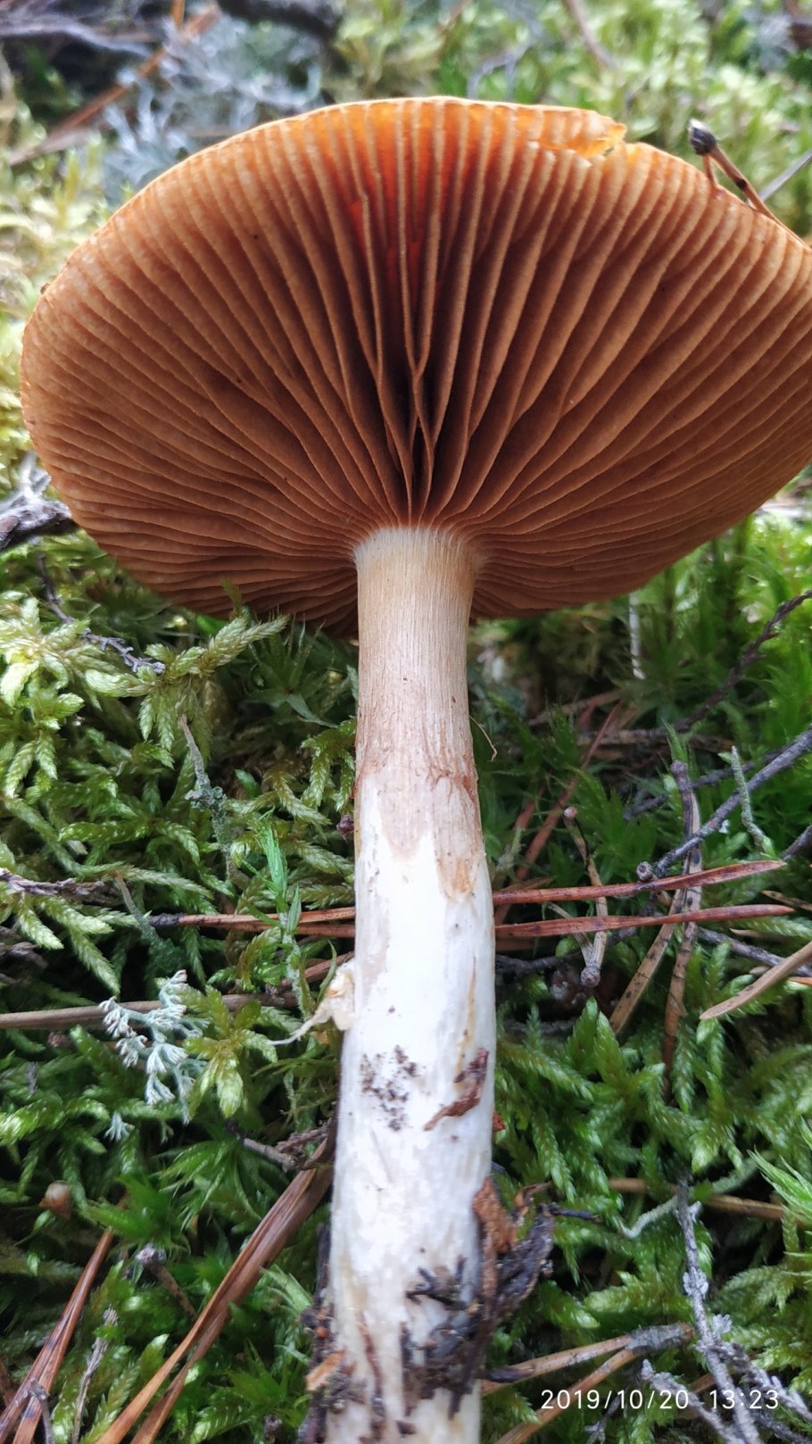 Паутинник чешуйчатый Cortinarius pholideus