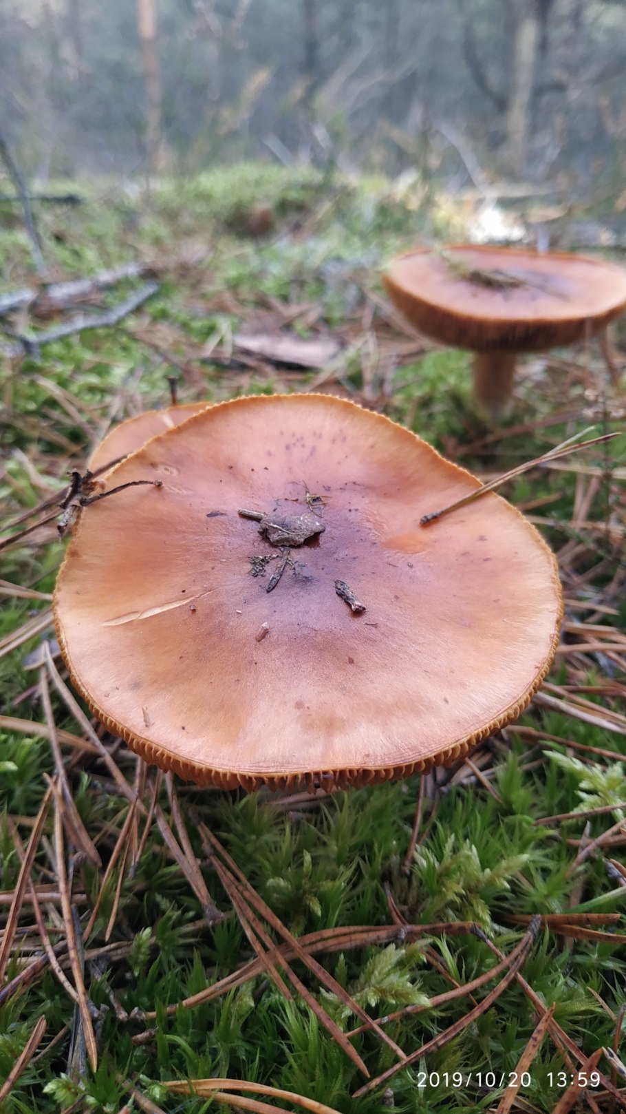Паутинник рыже-оливковый Cortinarius rufoolivaceus