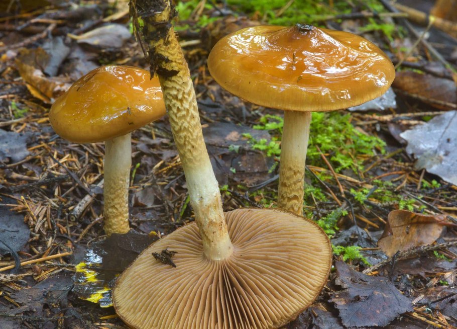 Паутинник полуволосистый