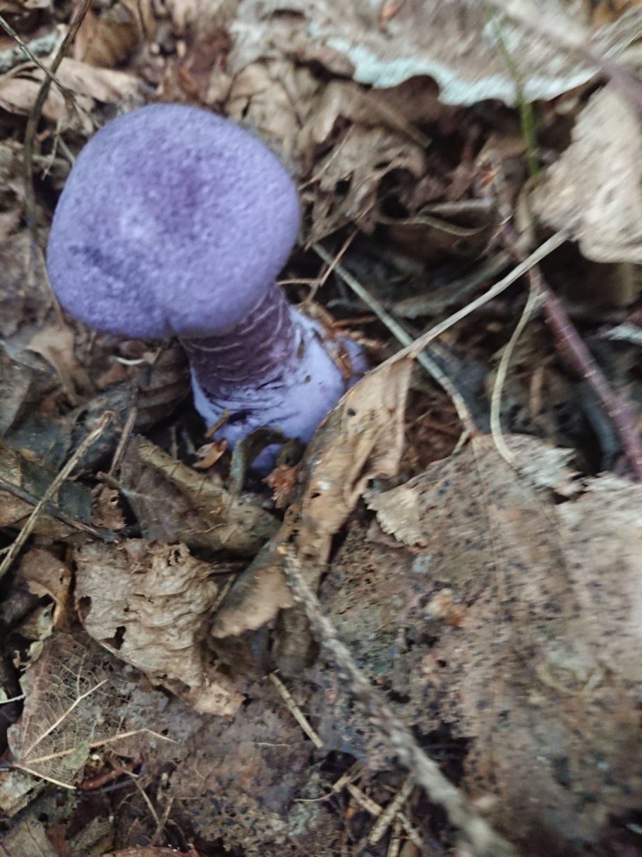 Паутинник фиолетовый съедобный