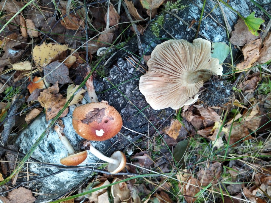 Гриб чешуйчатка слизистая