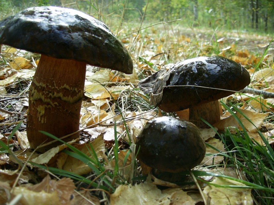 Дубовик гриб фото и описание синеет