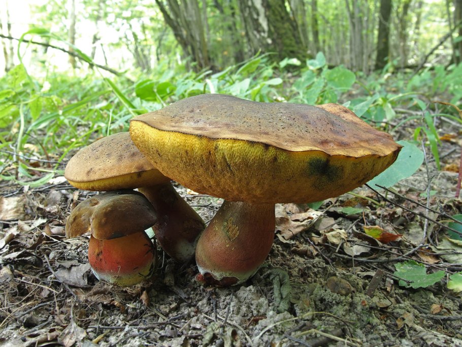 Боровик крапчатый