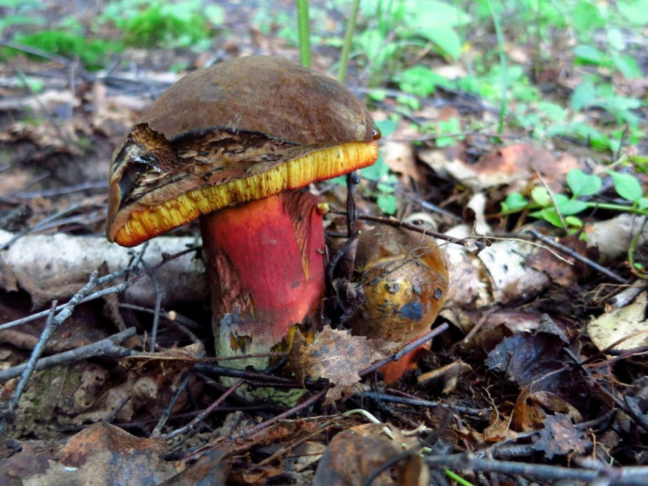 Поддубник крапчатый