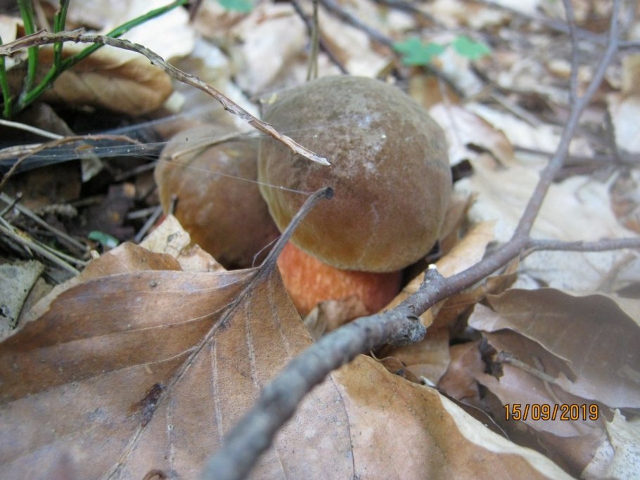 Болетус красноножковый Neoboletus erythropus