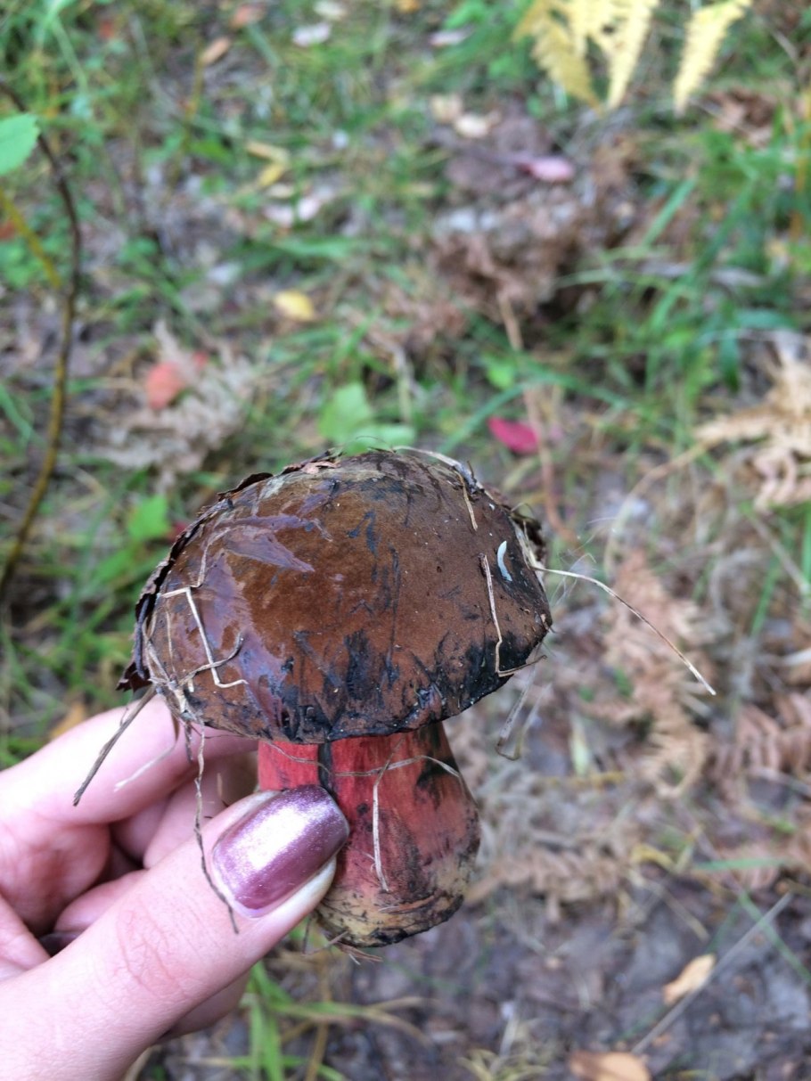 Гриб Дубовик крапчатый