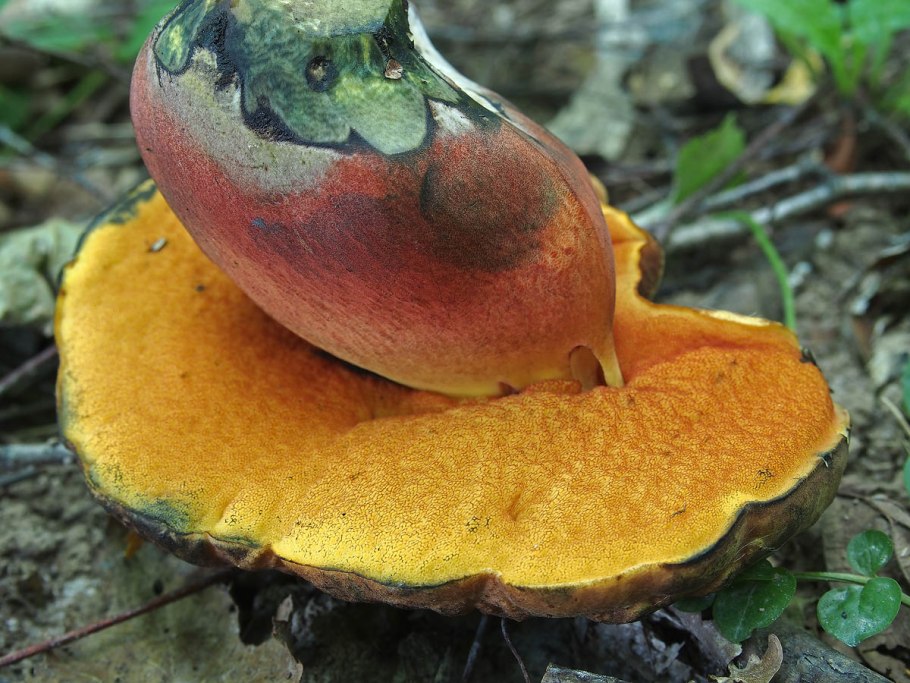 Дубовик крапчатый Boletus erythropus