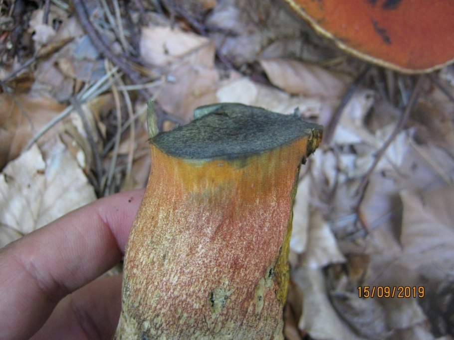 Поддубник трубчатый или пластинчатый гриб