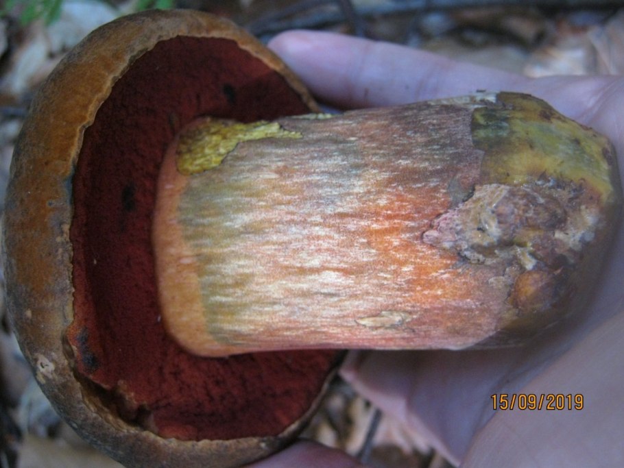 Дубовик крапчатый на срезе