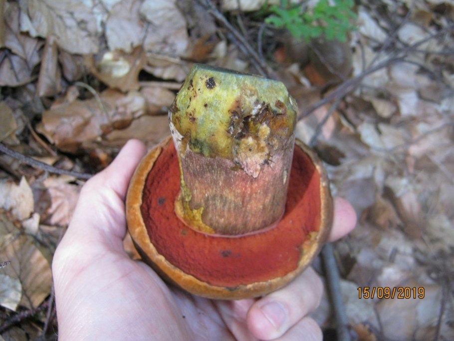 Дубовик поддубник синяк