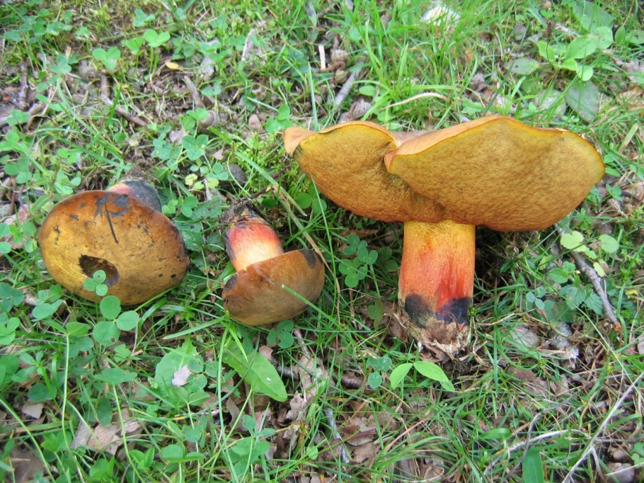 Гриб Дубовик келе