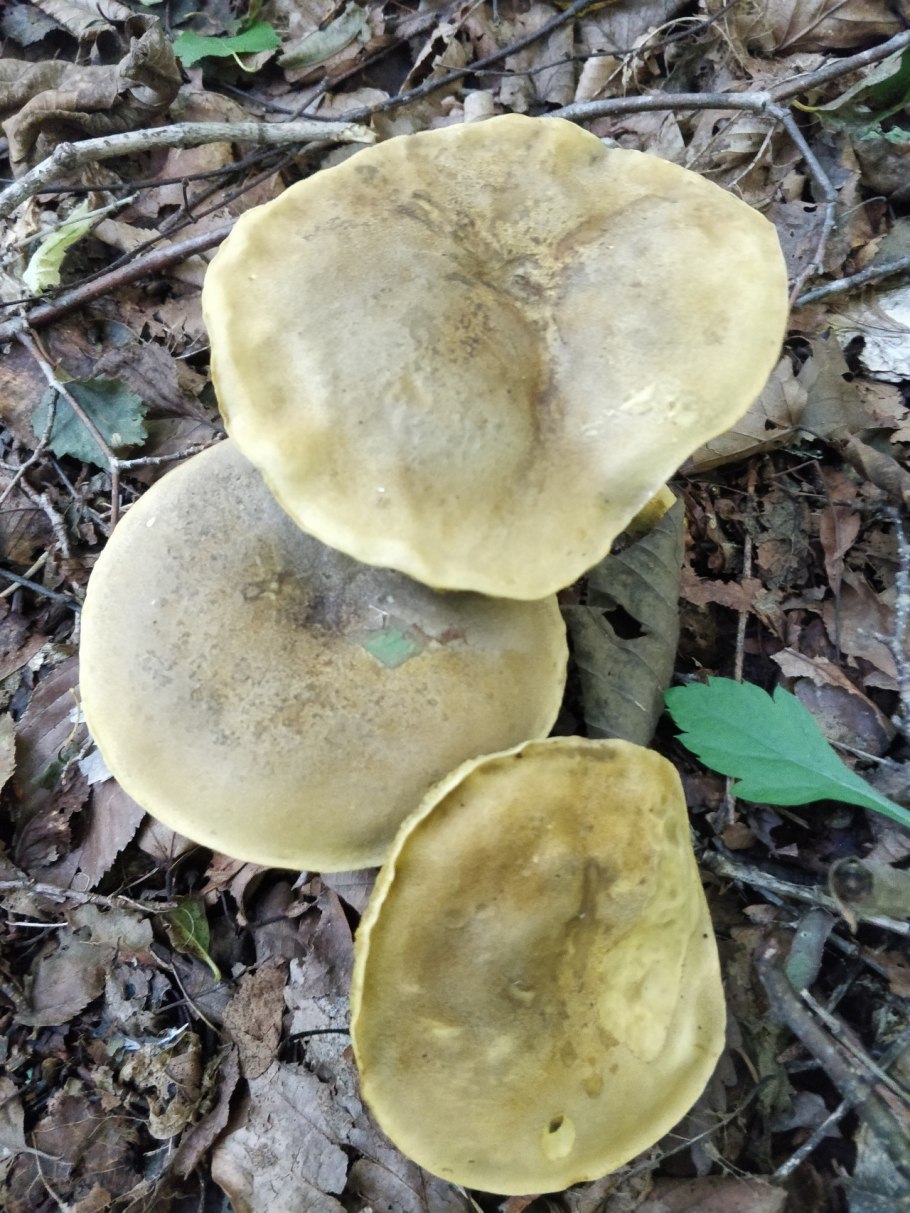 Гриб моховик зеленый