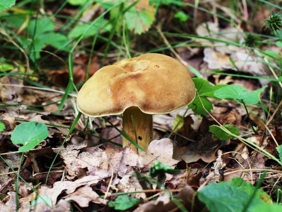 Моховик пестрый трещиноватый