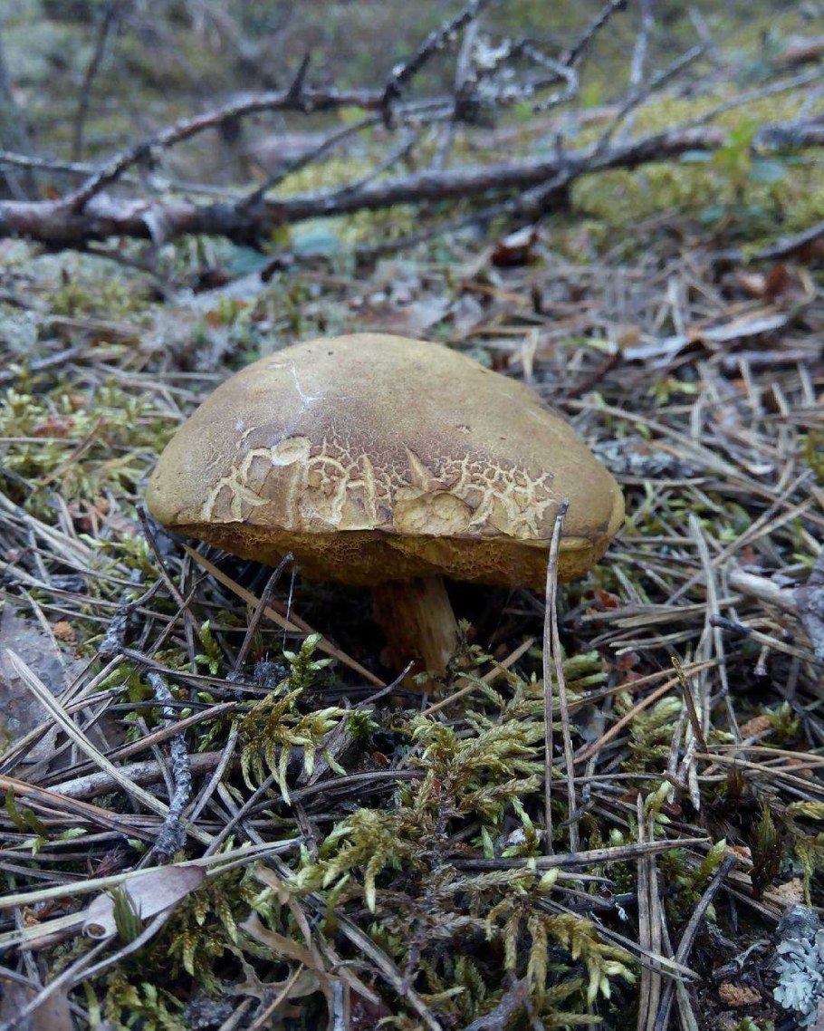 Макросъёмка мох