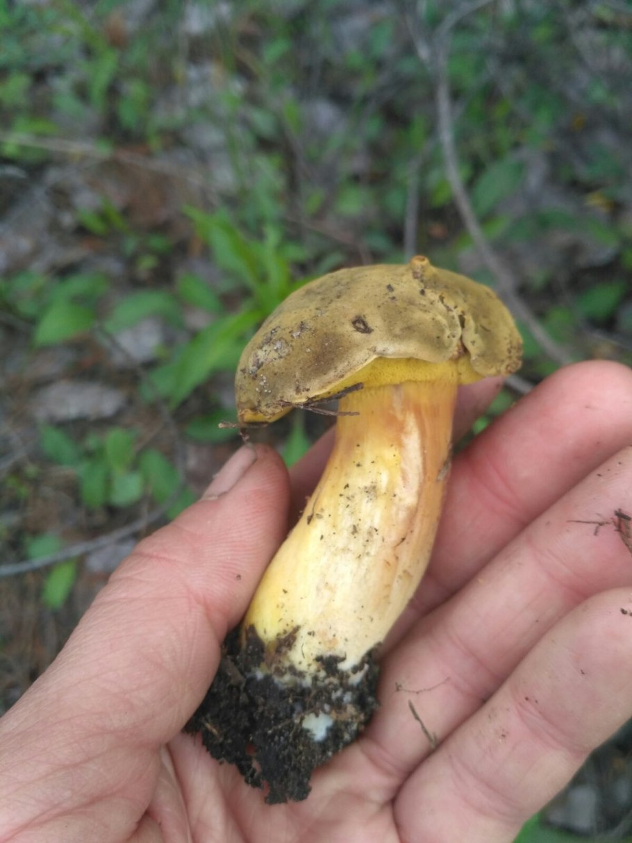 Гриб моховик зеленый