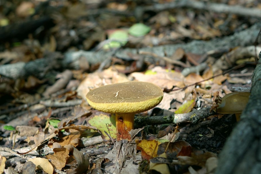 Трубчатый гриб моховик