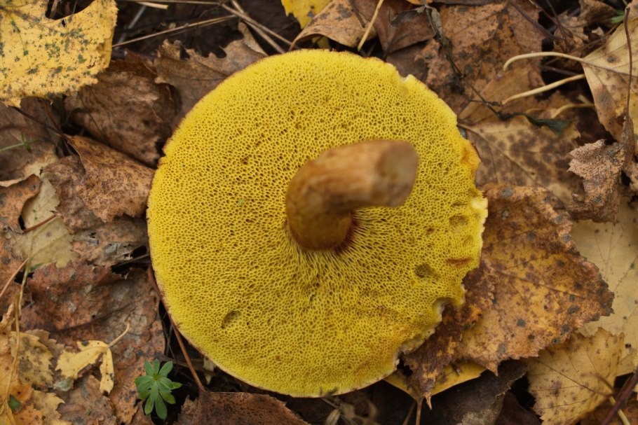 Моховик зеленый Boletus subtomentosus