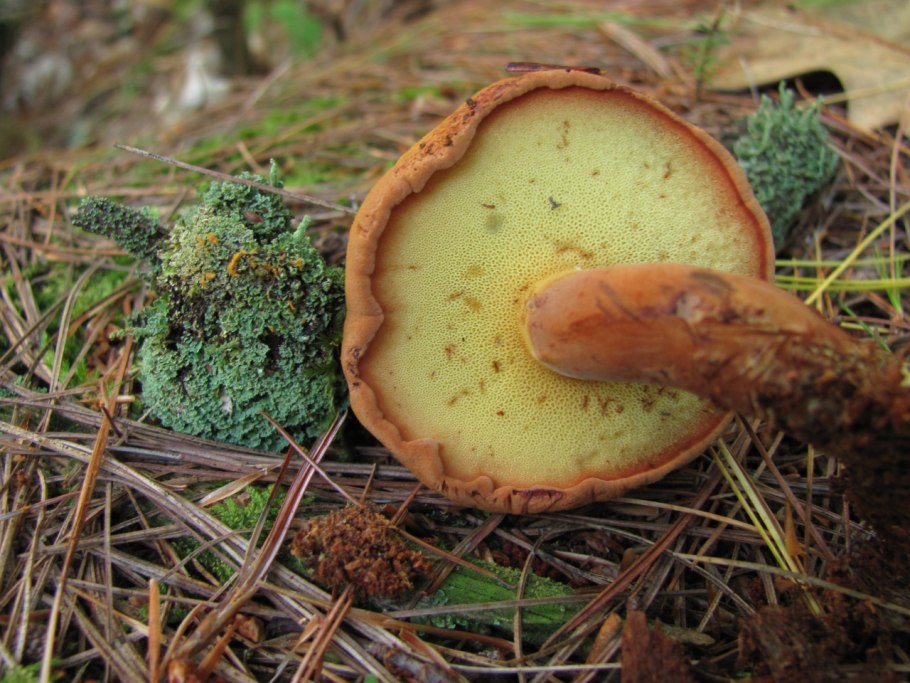 Моховик припорошенный