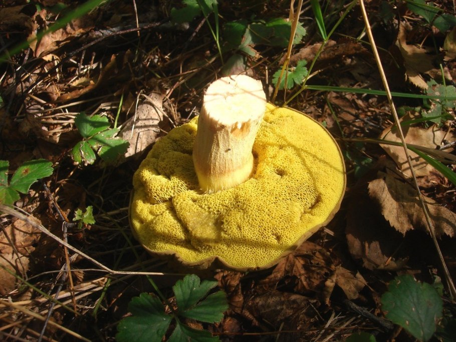 Моховик бархатный гриб