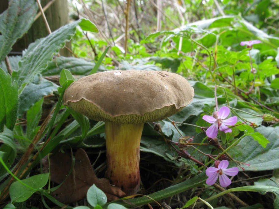 Xerocomus subtomentosus