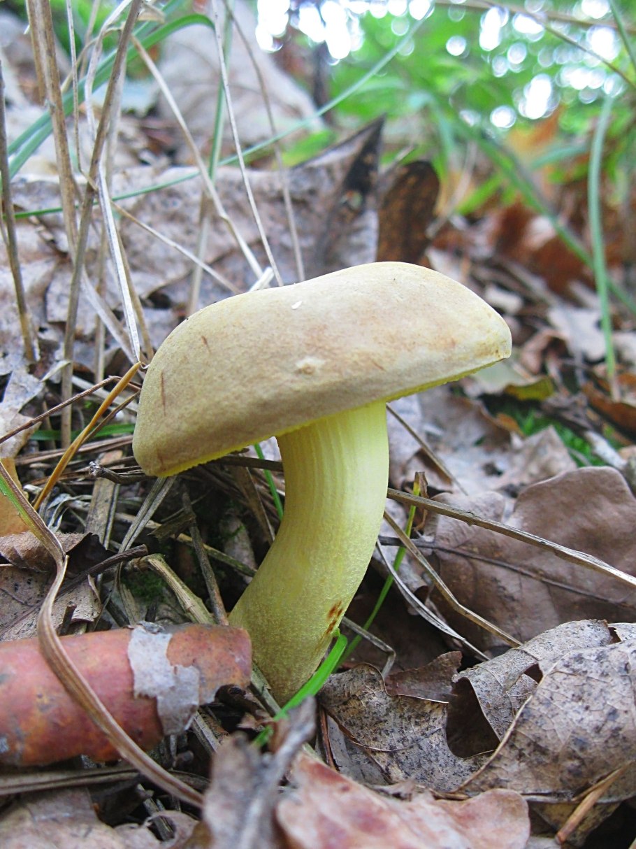 Моховик зелёный