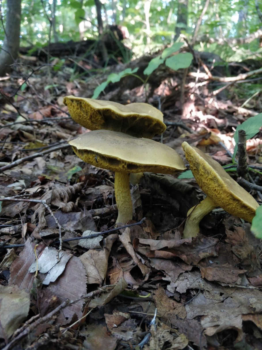 Моховик полузолотистый