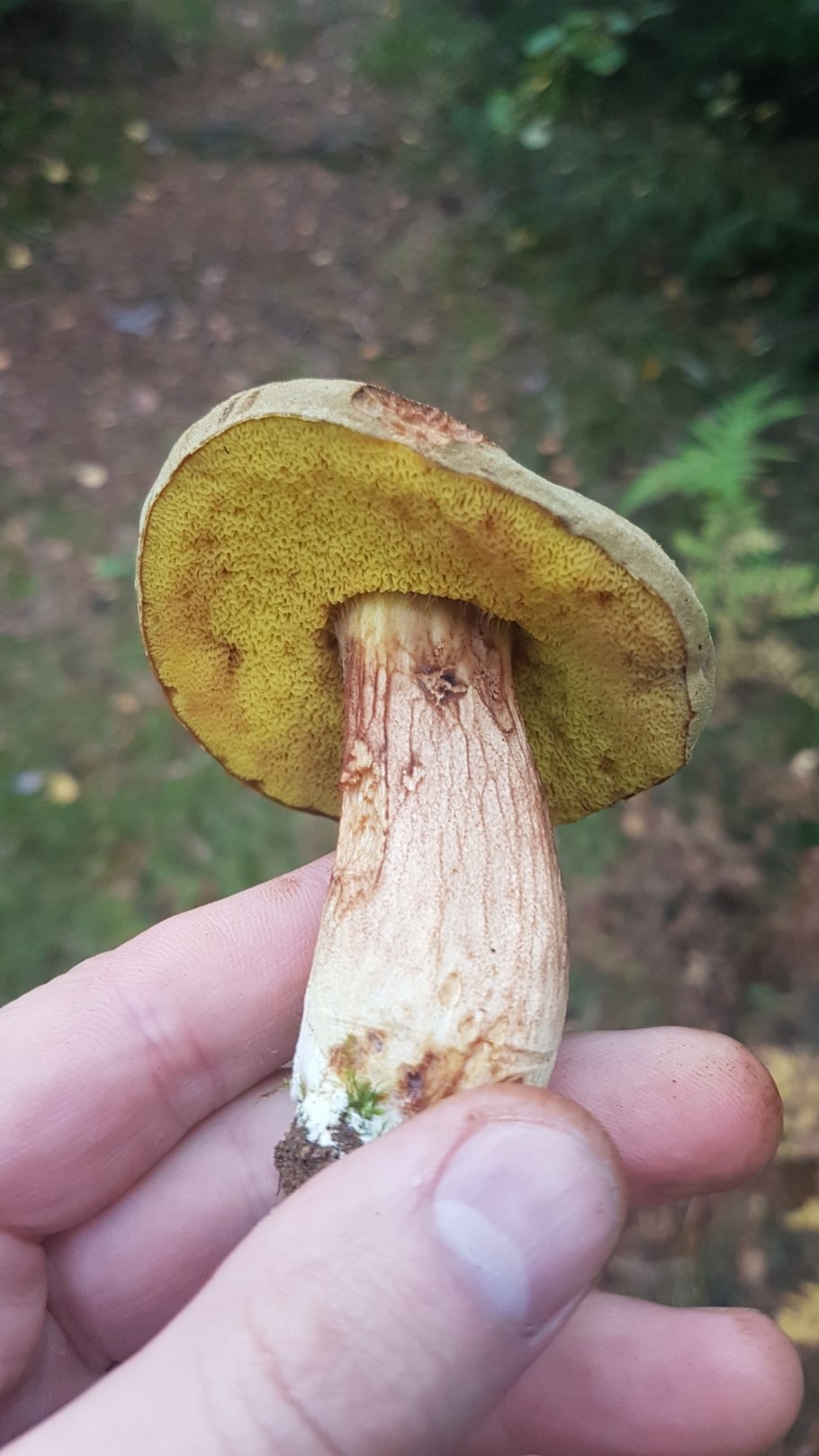 Моховик пестрый трещиноватый