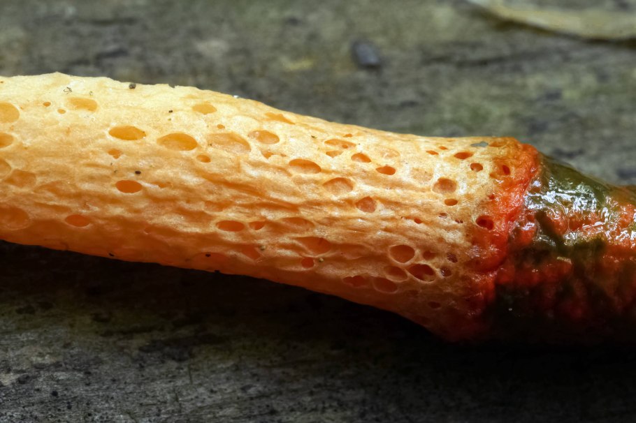 Гриб собачий паразит