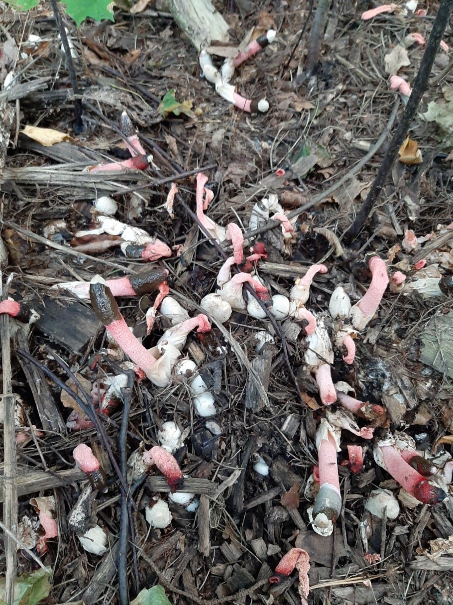 Дрожжеподобный гриб в природе