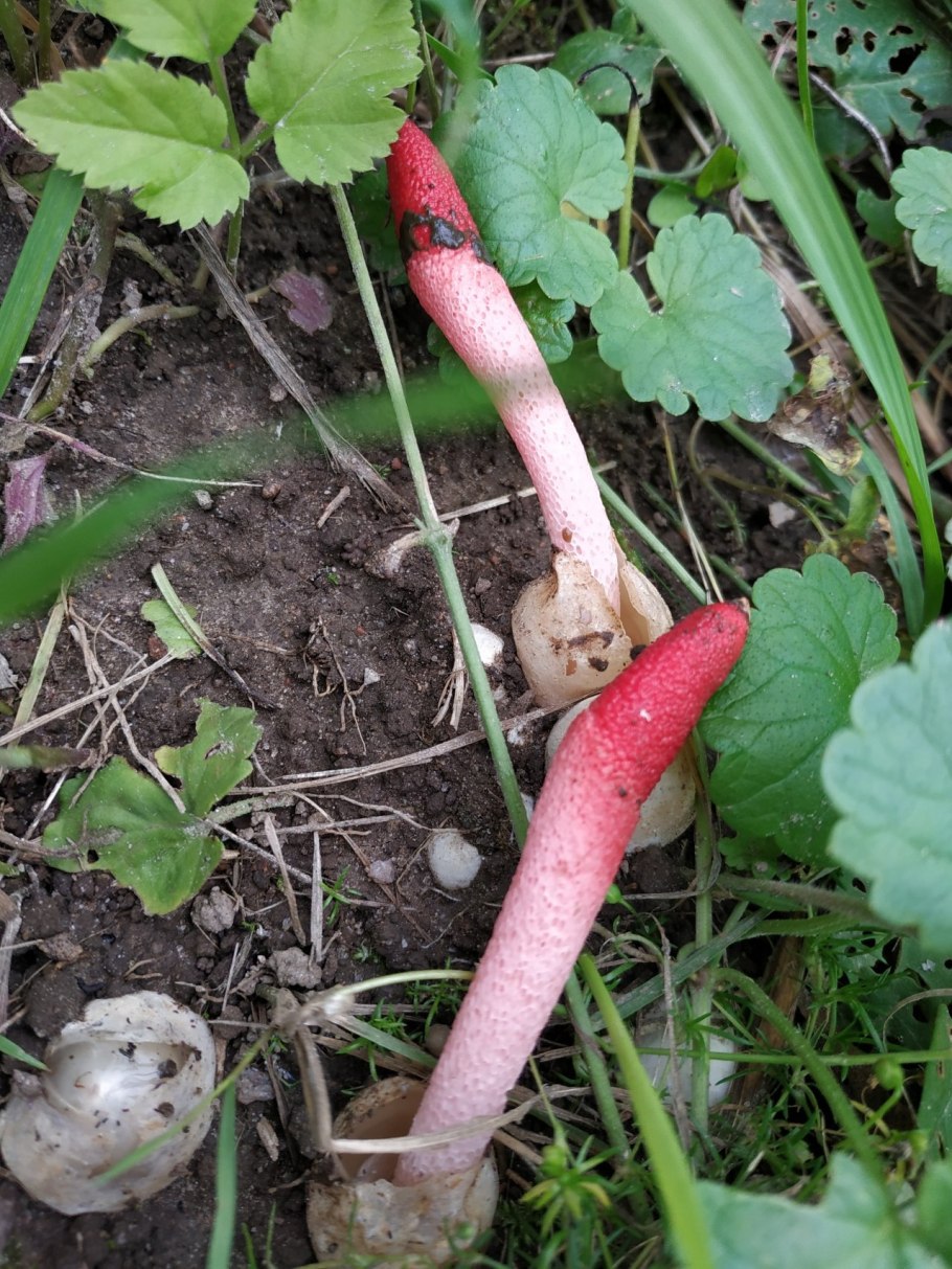 Mutinus caninus гриб