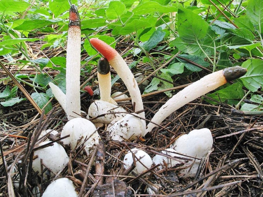 Mutinus caninus гриб