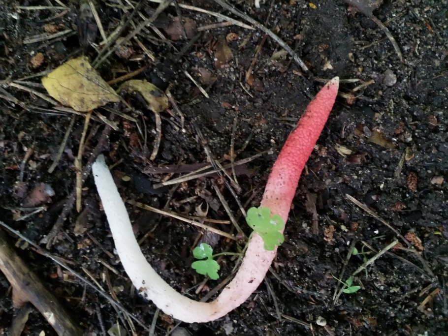 Мутинус канинус