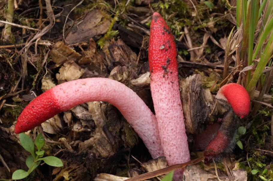 Мутинус собачий (Mutinus caninus)