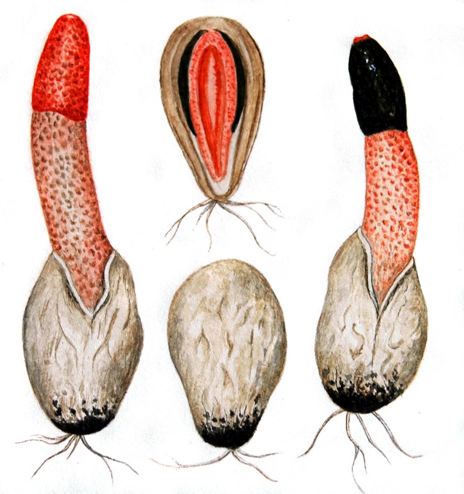 Мутинус канинус