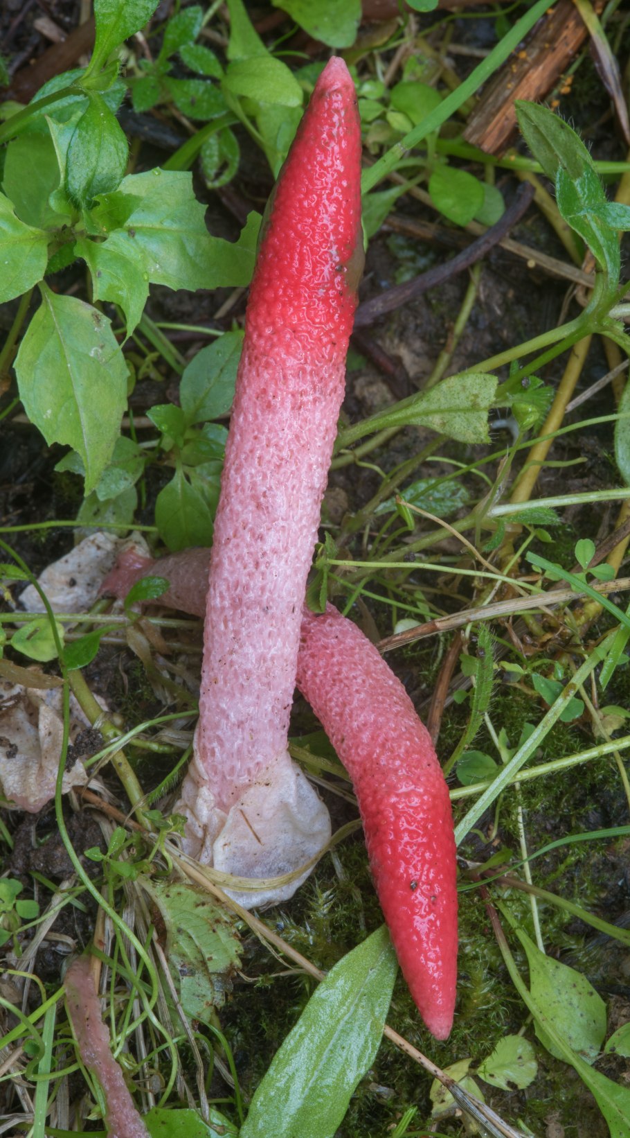 Красный гриб собачий Мутинус