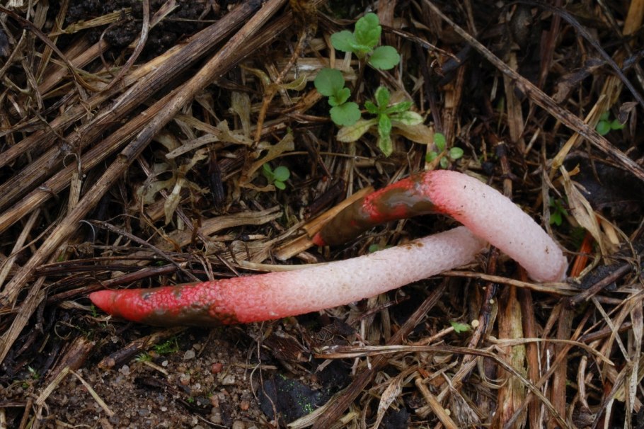 Собака и грибы