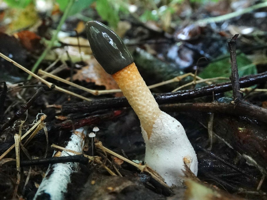 Мутинус собачий (Mutinus caninus)