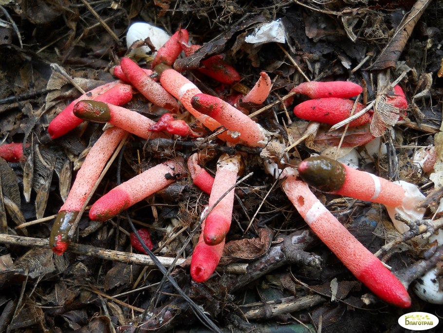 Мутинус Равенелли