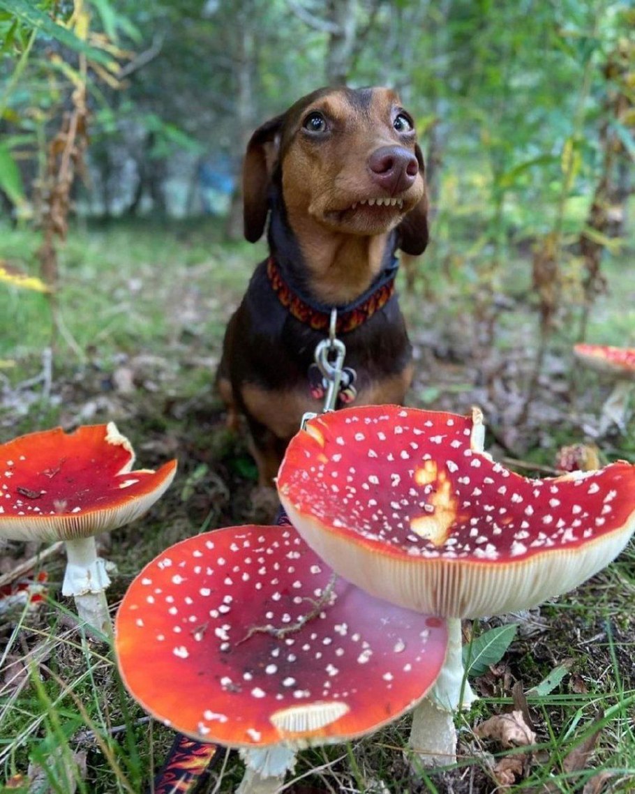 Мутинус Равенеля гриб