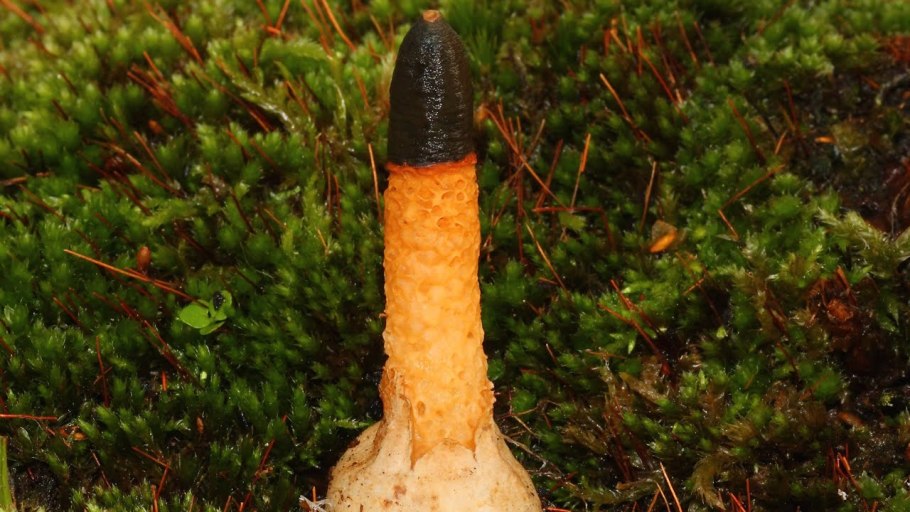 Мутинус Равенеля Mutinus ravenelii