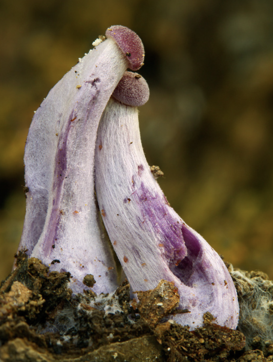 Мутинус Равенеля Mutinus