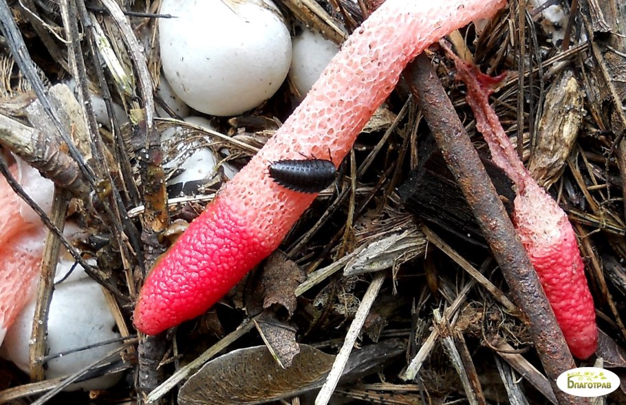 Мутинус Равенеля