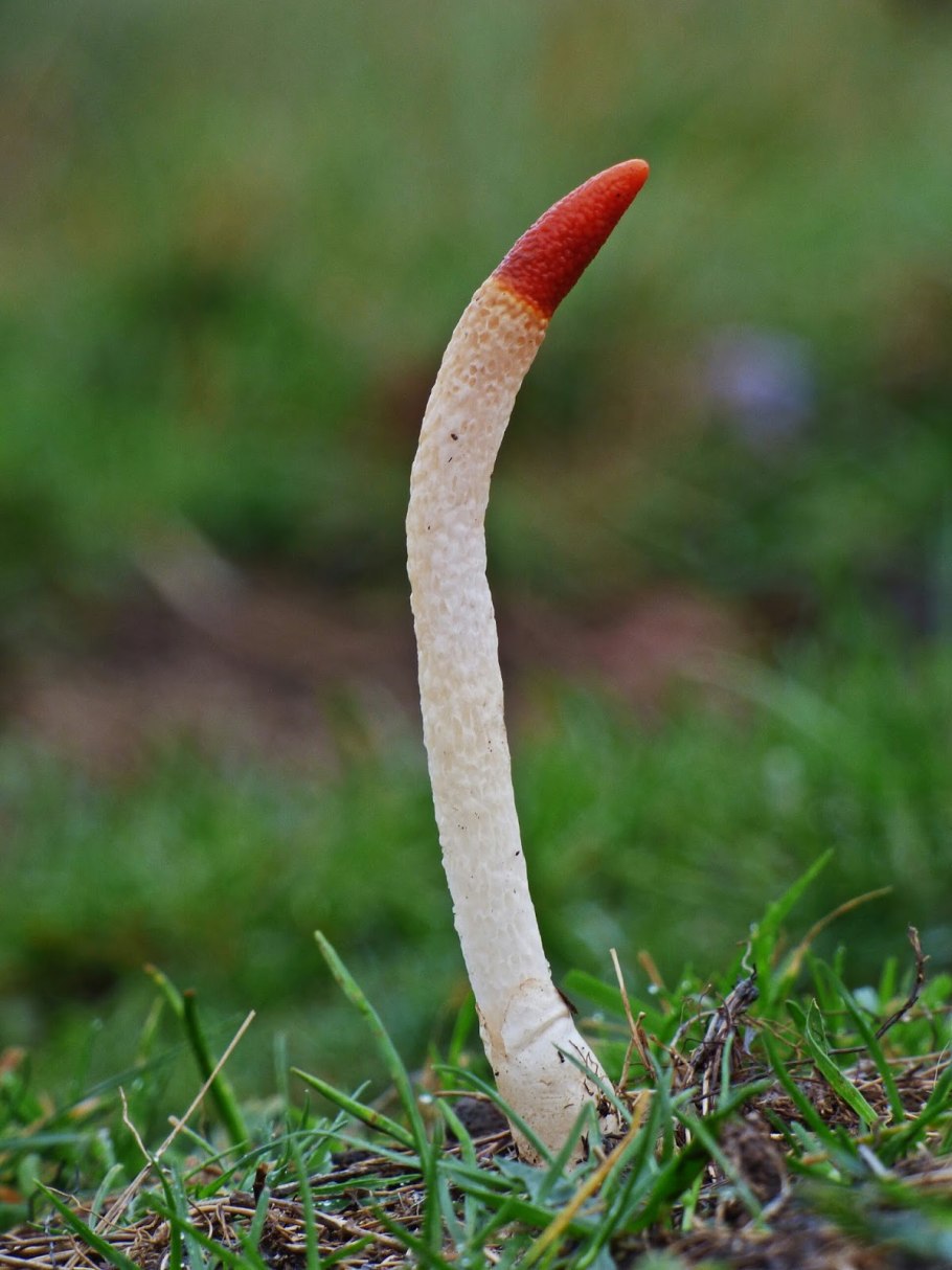 Гриб Мутинус собачий ревеня