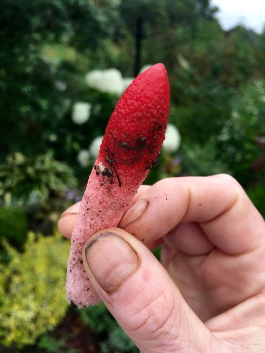 Мутинус Равенелли собачий