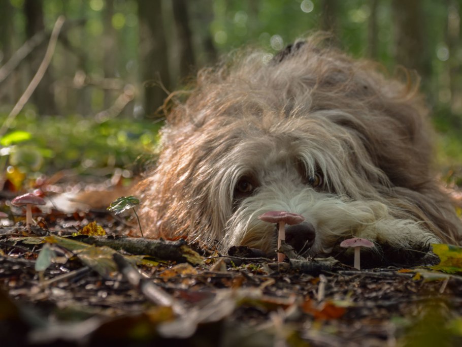 Собака в лесу