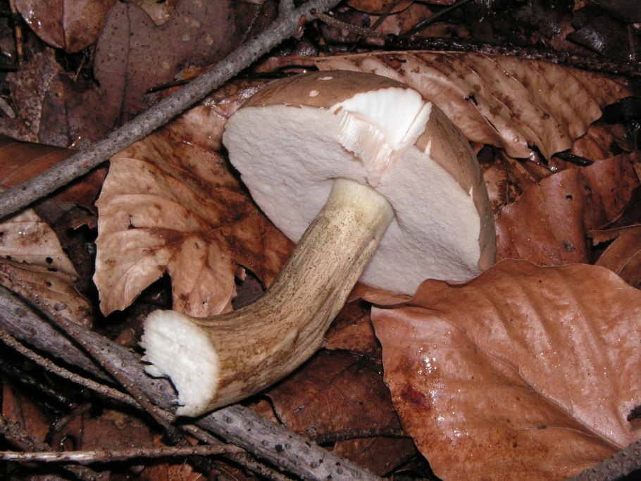 Tylopilus felleus var. Alutarius