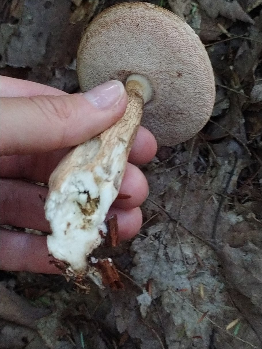 Желчный гриб в руке