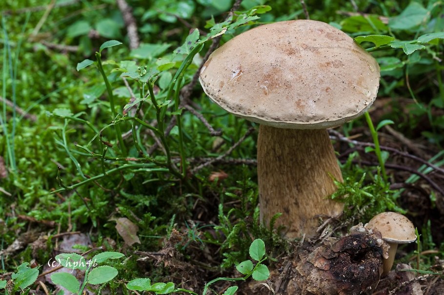 Белый гриб и горчак